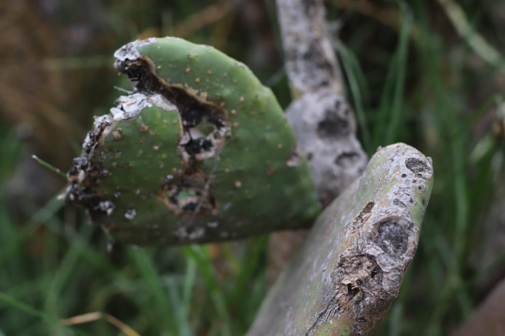 Nopal 1.jpg