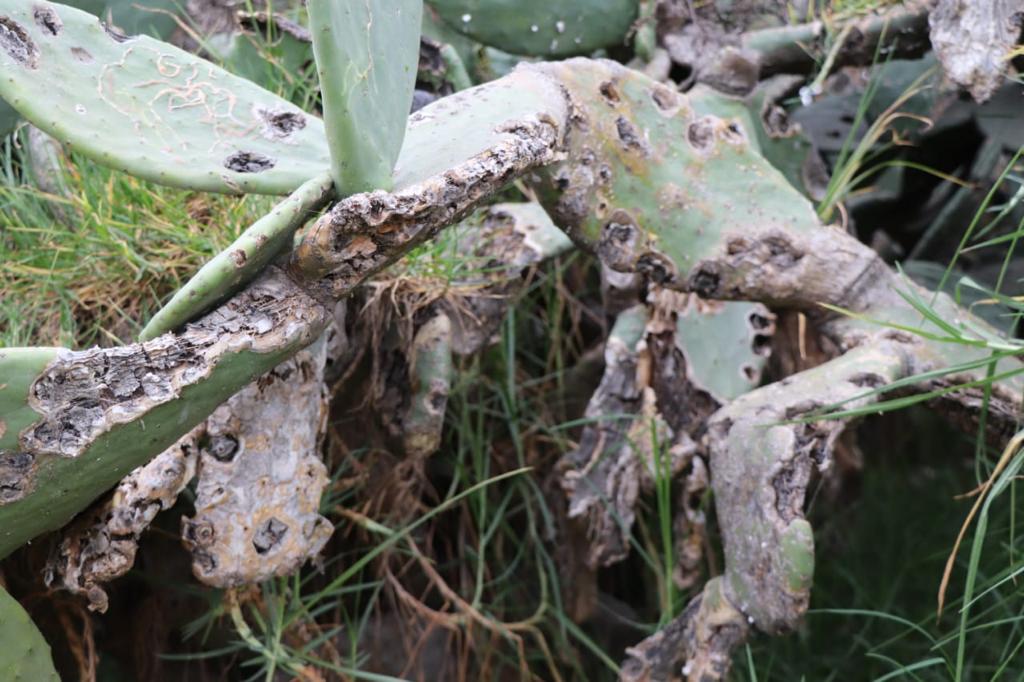 Nopal 6.jpg