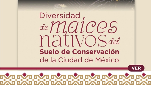 Maices nativos