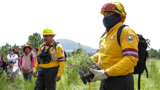 “Bosques por Siempre” alcanza el 72% de su meta: 7.2 millones de plantas en dos meses