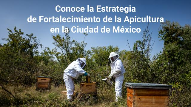 Estrategia de Fortalecimiento de la Apicultura en la Ciudad de México